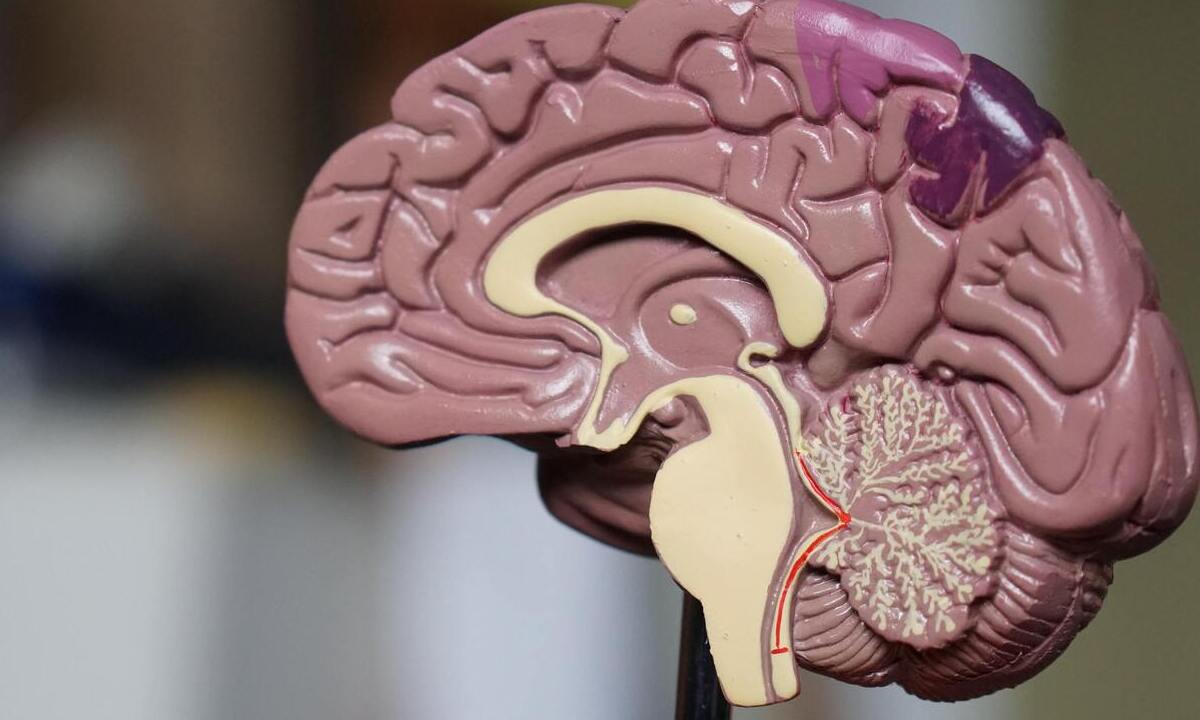 Visuell-sensorischer Thalamus: MRT macht bisher verborgene Gebiete des Gehirns sichtbar