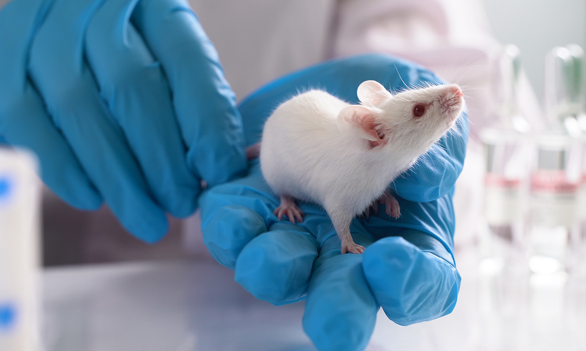 Transplantation menschlicher Photorezeptorzellen in Netzhäute von Mäusen
