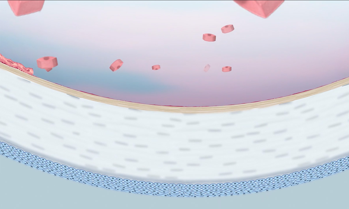 Die gezüchteten Endothelzellen bilden eine Monolage. Bild: Aurion Biotech