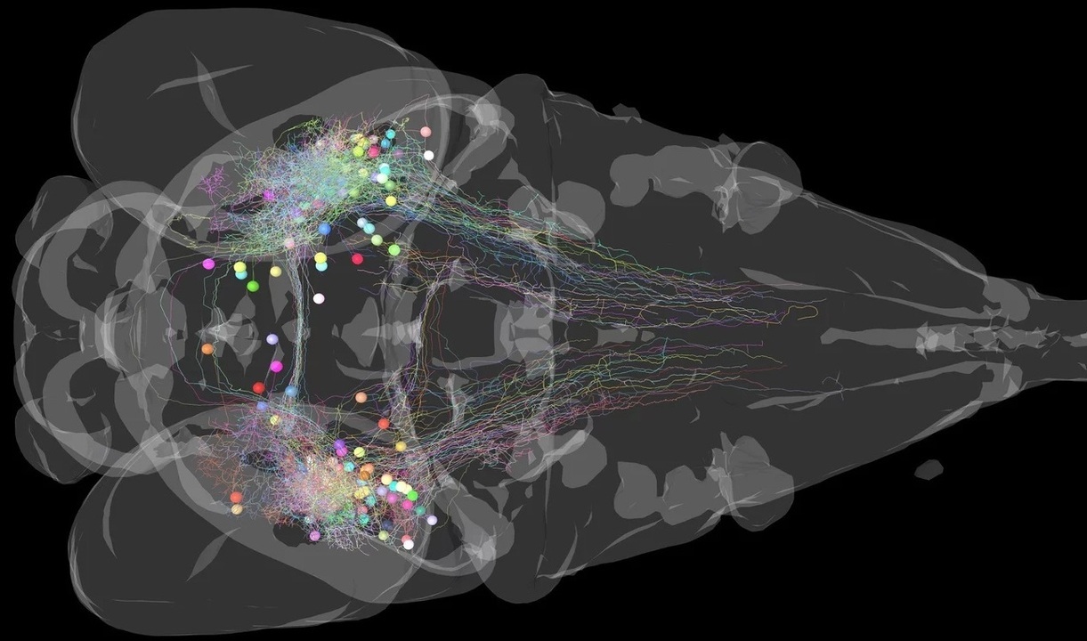 Grauer Umriss eines Zebrafischgehirns mit einzelnen Neuronen, die als bunte Kugeln mit langen Fortsätzen dargestellt sind. Bild: © MPI f. biologischen Intelligenz/ Herwig Baier