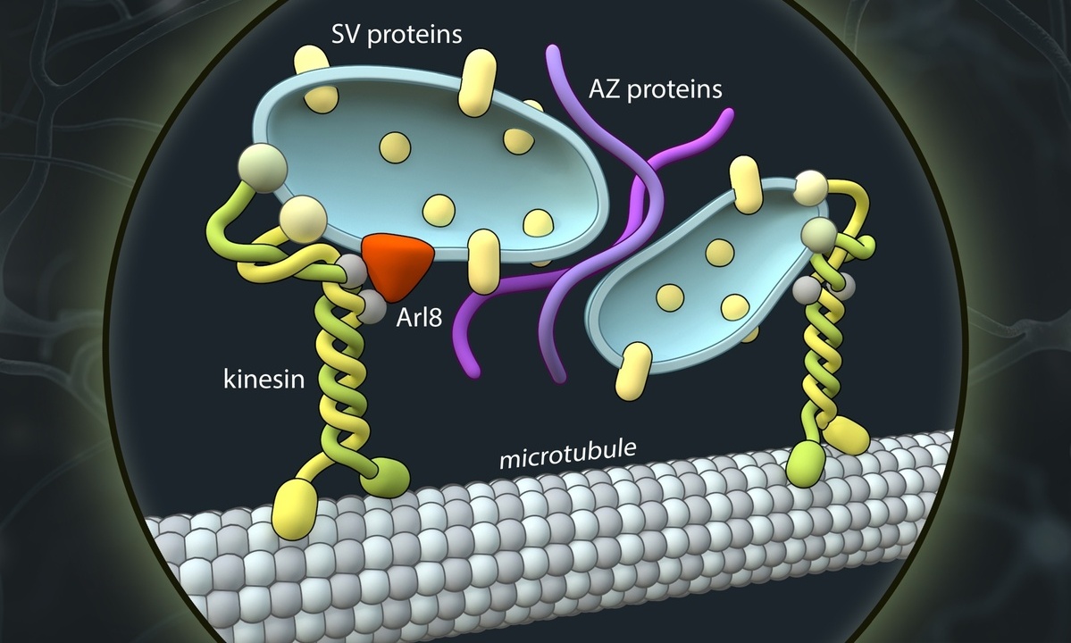 Axonale Transportvesikel (blau), die präsynaptische Proteine (SV- und AZ-Proteine) befördern: Kinesin-Motorproteine (KIF1A) binden an diese Vesikel und transportieren sie entlang der Axone zum Ort der Synapsenbildung. Bild: Barth van Rossum, FMP