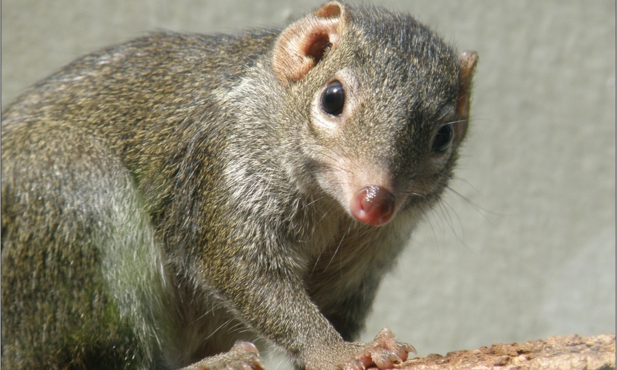 Spitzhörnchen. Bild: to.wi / flickr