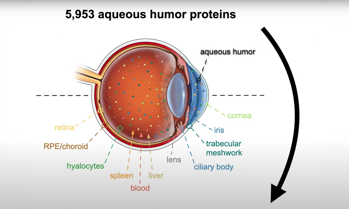 Stanford-Forscher bestimmen zum ersten Mal das molekulare Alter des Auges