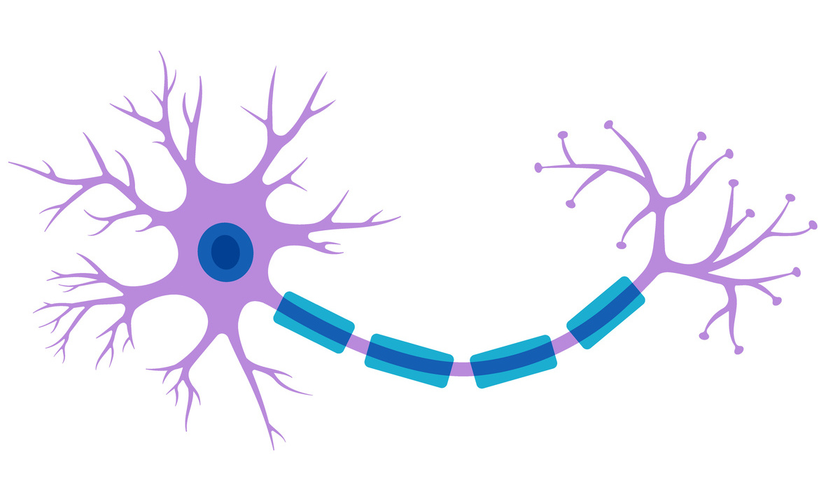 Neurodegeneration bei Myelin-Erkrankungen: Kein Myelin ist besser als schlechtes Myelin