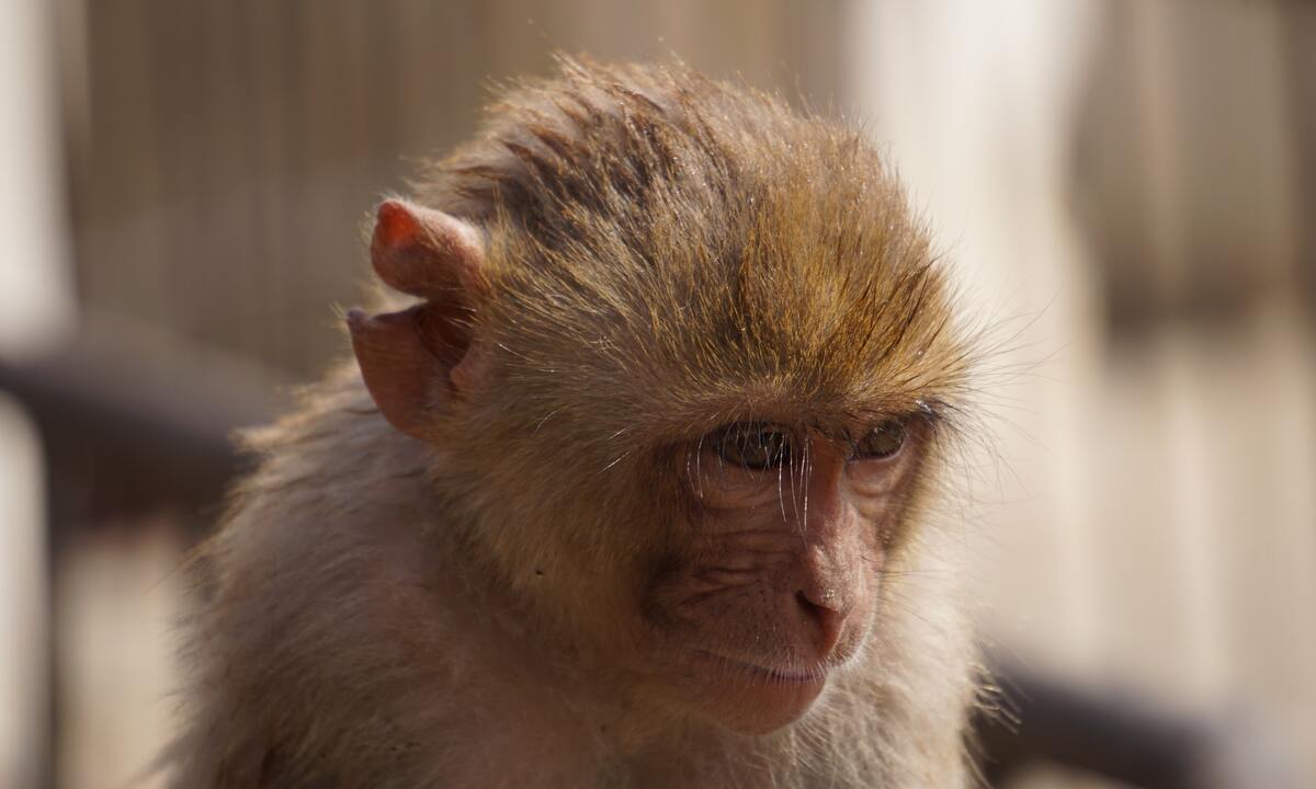 Erstes Primatenmodell für das Usher-Syndrom
