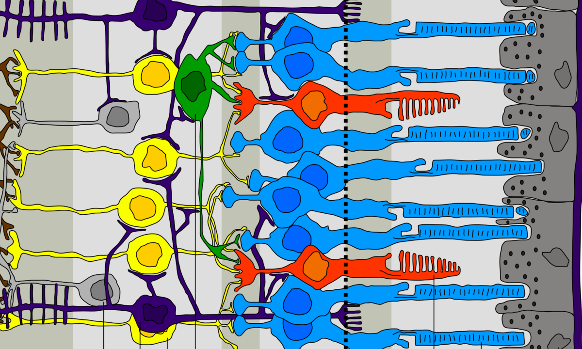 Retina_layers. Wikipedia