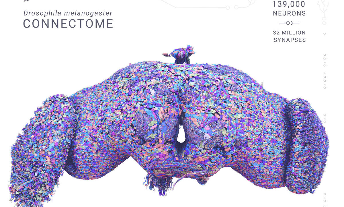 Schaltplan des Nervensystems der Taufliege Drosophila melanogaster. Bild:  Tyler Sloan und Amy Sterling für FlyWire, Princeton University