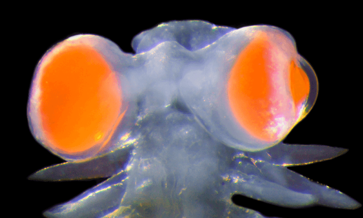 Seaworm Vanadis with big red-orange eyes. Photo: Michael Bok--