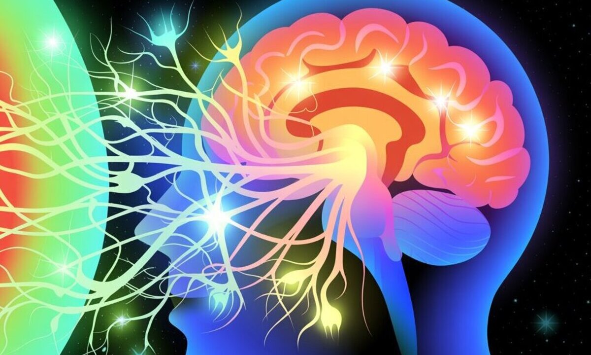 Researchers identify brain circuits responsible for visual acuity