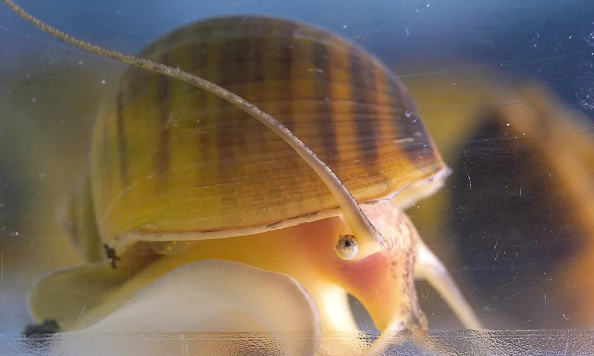 Snails as New Model for Eye Regeneration Research