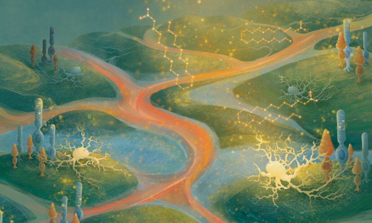 Erucamide stabilizes tissue in preclinical models of retinal degeneration