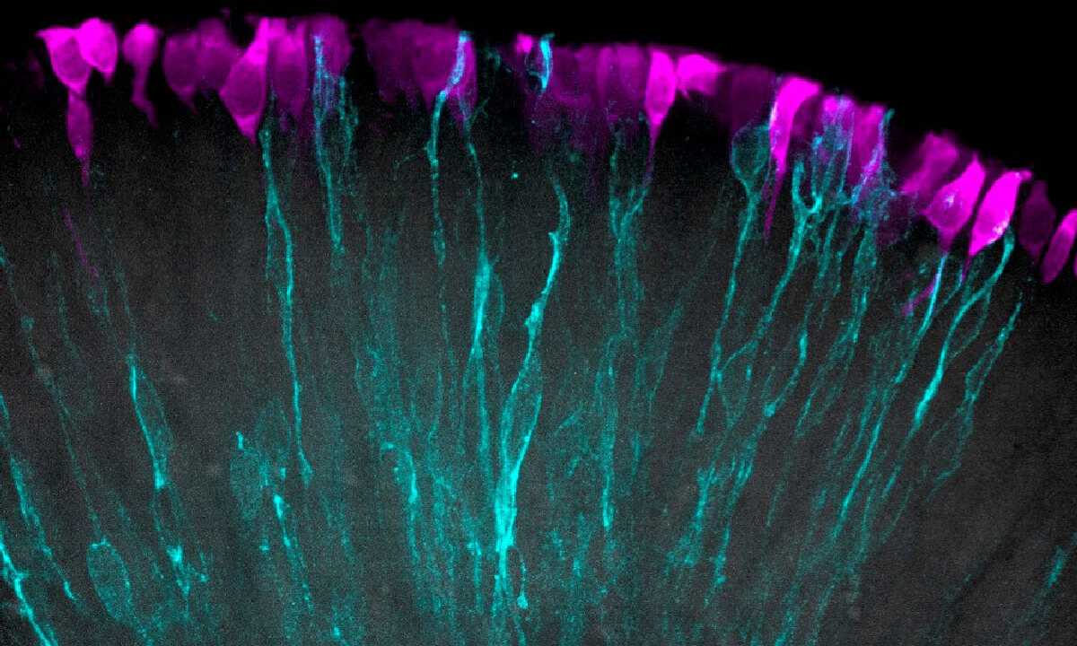 Retinale Organoidforschung: Gefäßnetzwerke verbessern Überleben und Funktion von Sehnervzellen