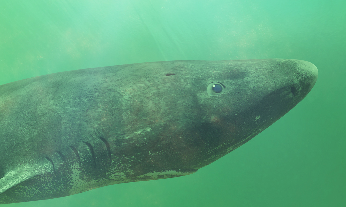 400 years of vision: Greenland shark’s retina defies aging