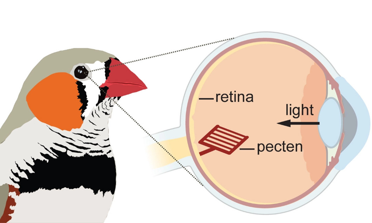 Sight without Oxygen: Secret of the Bird Retina Unraveled